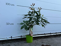 Avocadoboom - persea americana - hoogte ca. 100 cm - afbeelding 4 van  4