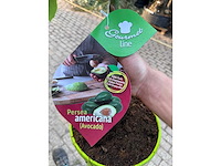 Avocadoboom - persea americana - hoogte ca. 100 cm - afbeelding 1 van  2