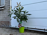 Avocadoboom - persea americana - hoogte ca. 100 cm - afbeelding 2 van  2