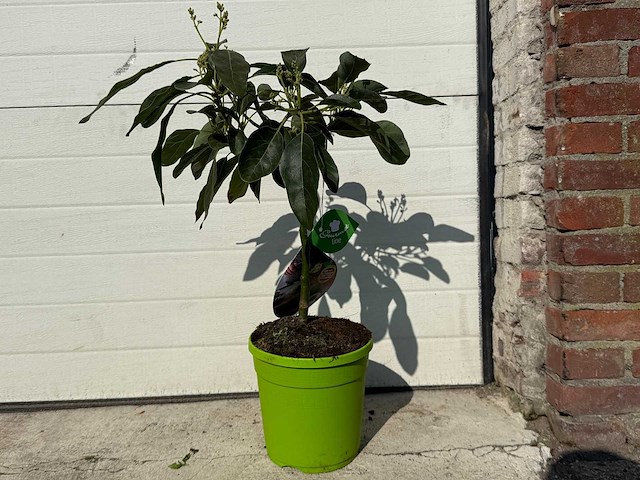 Avocadoboom - persea americana - hoogte ca. 60 cm - afbeelding 1 van  2