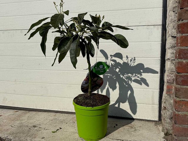 Avocadoboom - persea americana - hoogte ca. 60 cm - afbeelding 2 van  3