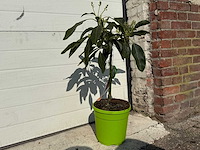 Avocadoboom - persea americana - hoogte ca. 60 cm - afbeelding 3 van  3