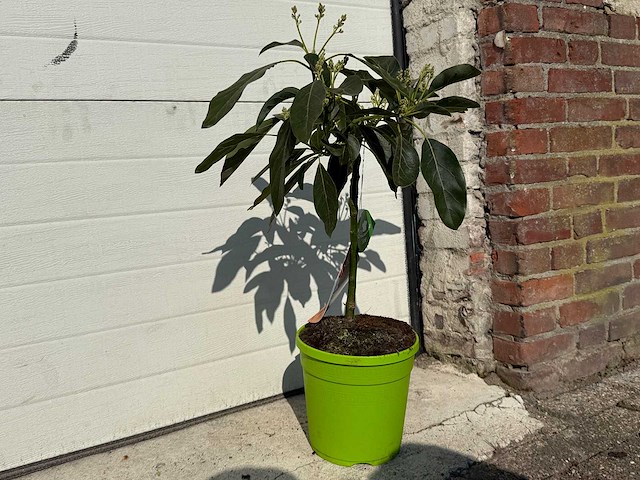Avocadoboom - persea americana - hoogte ca. 60cm - afbeelding 2 van  2