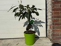 Avocadoboom - persea americana - hoogte ca. 70 cm - afbeelding 1 van  1