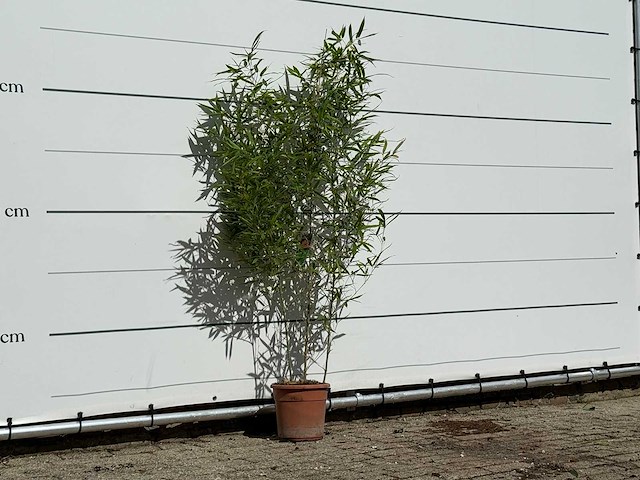 Bamboe - phyllostachys aurea - hoogte ca. 170 cm - afbeelding 3 van  4