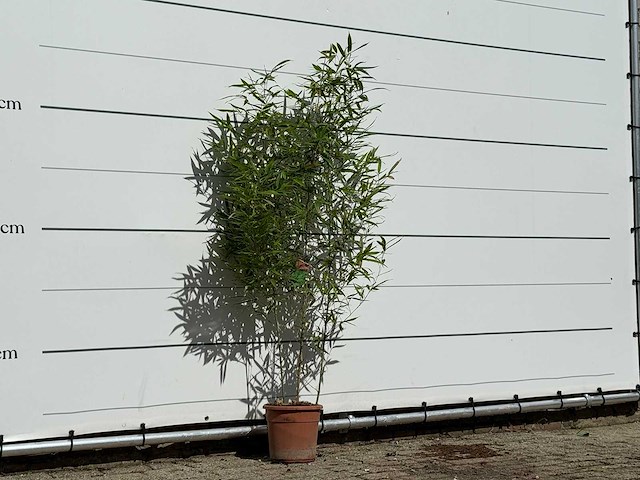 Bamboe - phyllostachys aurea - hoogte ca. 170 cm - afbeelding 4 van  4