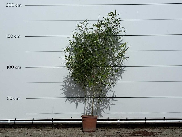 Bamboe - phyllostachys aurea - hoogte ca. 170 cm - afbeelding 1 van  4
