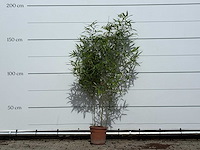 Bamboe - phyllostachys aurea - hoogte ca. 170 cm - afbeelding 1 van  4
