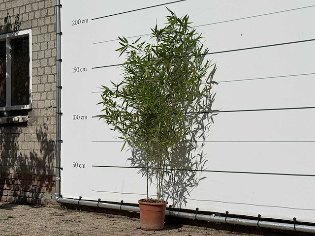 Bamboe - phyllostachys aurea - hoogte ca. 170 cm - afbeelding 2 van  4