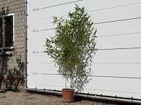 Bamboe - phyllostachys aurea - hoogte ca. 170 cm - afbeelding 2 van  4