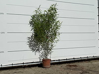 Bamboe - phyllostachys aurea - hoogte ca. 170 cm - afbeelding 3 van  4