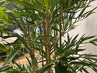 Bamboe kunstplant (210cm hoog) - afbeelding 2 van  14