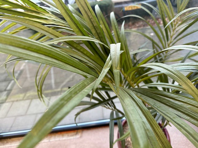 Bamboe kunstplant in stenen pot (2x) - afbeelding 2 van  3