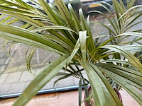 Bamboe kunstplant in stenen pot (2x) - afbeelding 2 van  3