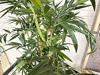 Bamboe kunstplant in stenen pot (2x) - afbeelding 2 van  4