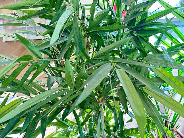 Bamboe kunstplant in stenen pot (3x) - afbeelding 2 van  3