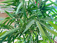 Bamboe kunstplant in stenen pot (3x) - afbeelding 2 van  3