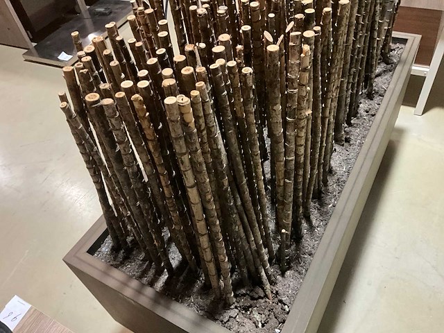 Bamboe stokken in verrijdbare presentatie bak - afbeelding 3 van  5