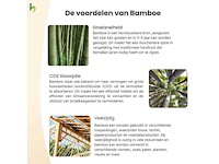 Bamboo - schutting giant naturel - tali - 900x1000 mm (45 m2) = 1 pallet - lattenscherm (50x) - afbeelding 5 van  9
