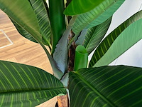 Banana tree kunstplant (200cm hoog) - afbeelding 6 van  16
