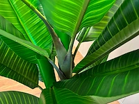 Banana tree kunstplant (200cm hoog) - afbeelding 5 van  16
