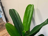 Banana tree kunstplant (200cm hoog) - afbeelding 3 van  15