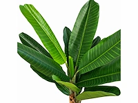 Banana tree kunstplant (200cm hoog) - afbeelding 8 van  15