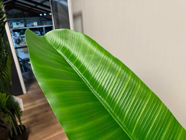 Banana tree kunstplant (260cm hoog) (2x) - afbeelding 12 van  15