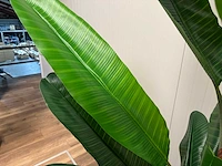 Banana tree kunstplant (260cm hoog) (2x) - afbeelding 14 van  15
