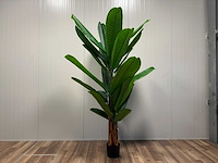Banana tree kunstplant (260cm hoog) - afbeelding 5 van  7