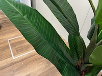 Banana tree kunstplant (260cm hoog) - afbeelding 7 van  7