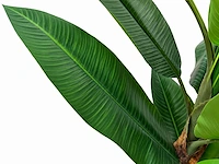 Banana tree kunstplant (260cm hoog) - afbeelding 9 van  15