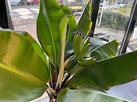 Bananenboom 190 cm - afbeelding 2 van  10