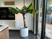 Bananenboom 190 cm