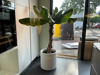 Bananenboom 190 cm - afbeelding 3 van  10