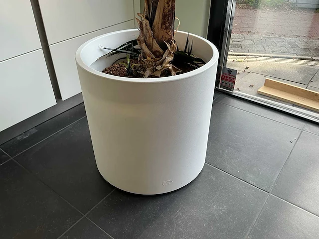 Bananenboom 190 cm - afbeelding 4 van  10