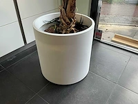 Bananenboom 190 cm - afbeelding 4 van  10