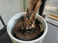 Bananenboom 190 cm - afbeelding 6 van  10