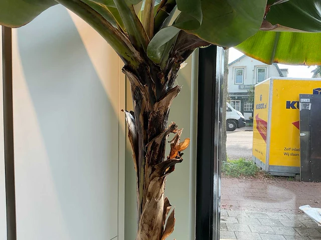 Bananenboom 190 cm - afbeelding 7 van  10