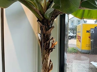 Bananenboom 190 cm - afbeelding 7 van  10