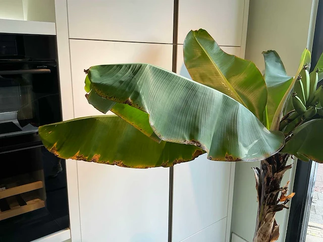 Bananenboom 190 cm - afbeelding 8 van  10