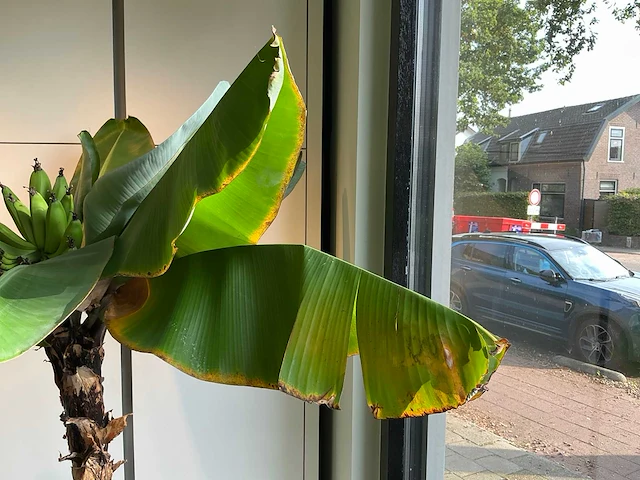 Bananenboom 190 cm - afbeelding 9 van  10