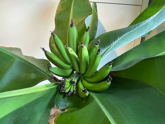 Bananenboom 190 cm - afbeelding 10 van  10