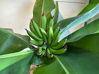 Bananenboom 190 cm - afbeelding 10 van  10