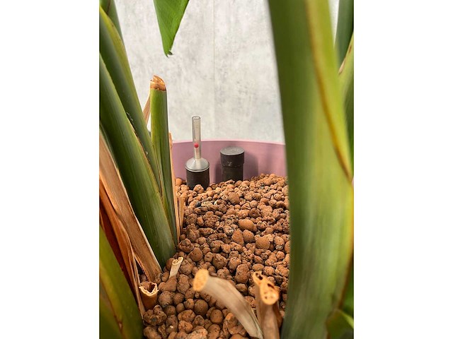 Bananenplant met lila verrijdbare pot ø60 - afbeelding 3 van  4
