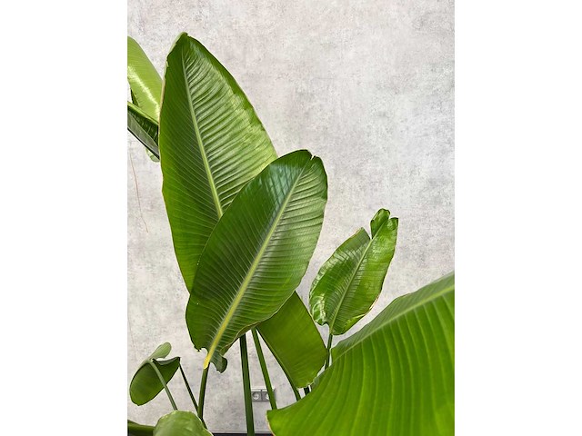 Bananenplant met lila verrijdbare pot ø60 - afbeelding 4 van  4