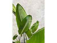 Bananenplant met lila verrijdbare pot ø60 - afbeelding 4 van  4