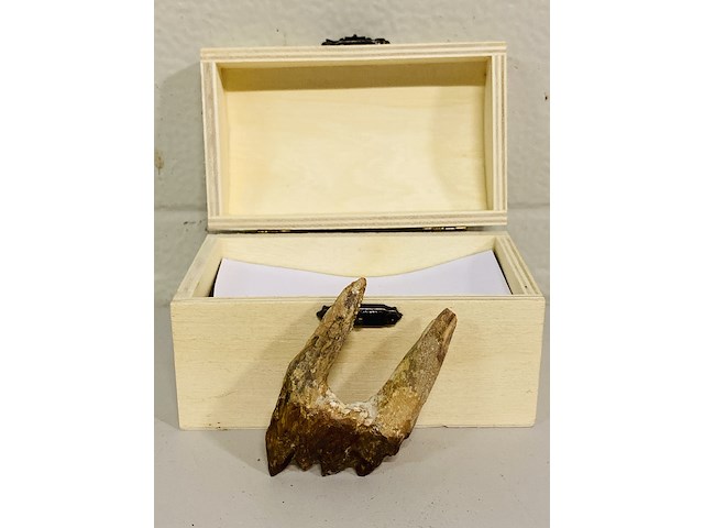 Basilosaurus tand - afbeelding 1 van  4