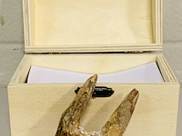 Basilosaurus tand - afbeelding 1 van  4