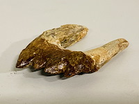 Basilosaurus tand - afbeelding 2 van  4